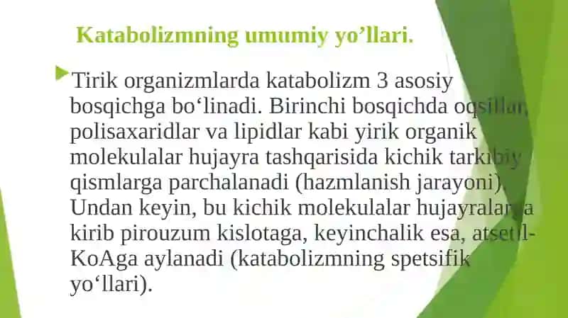 Katabolizmning umumi yo’llari 2
