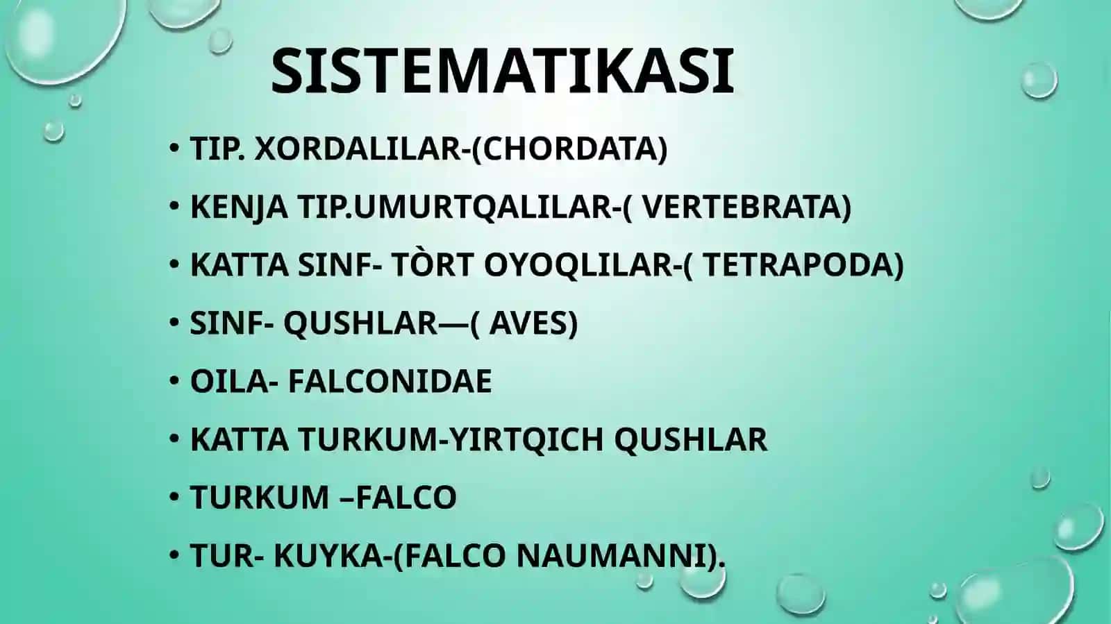 Kuyka –Falco naumanni 2