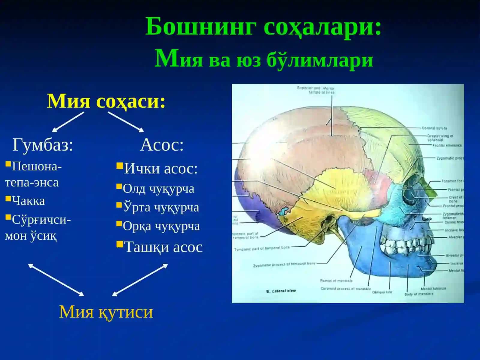 Boshning Klinik Anatomiyasi 2