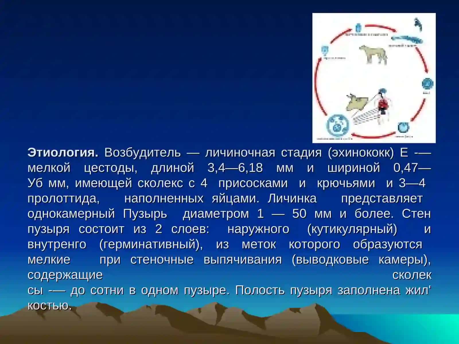 Эхинококкоз 2