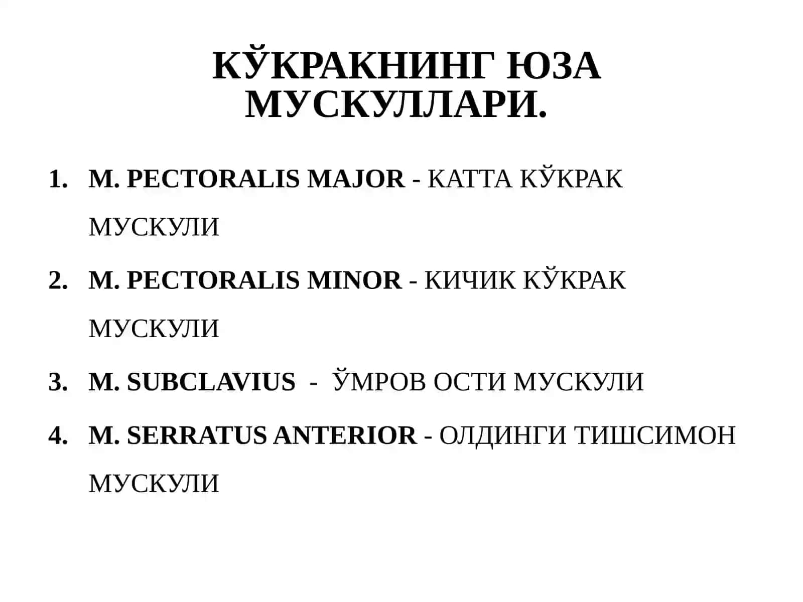Кўкрак мускуллари 2