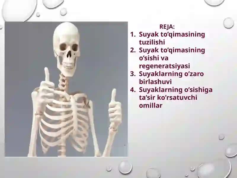 Suyak to'qimasining tuzilishi va vazifalari 2