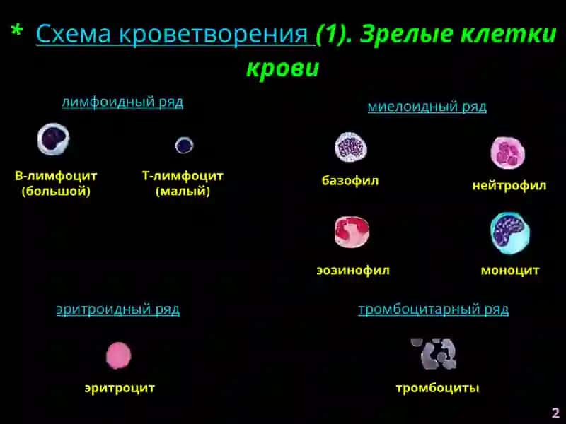 Патофизиология крови 2