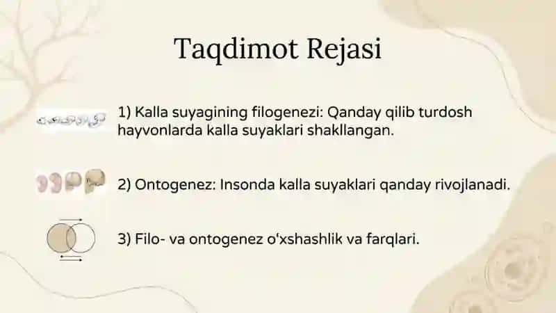 Kalla suyagining filogenezi va ontogenezi 2