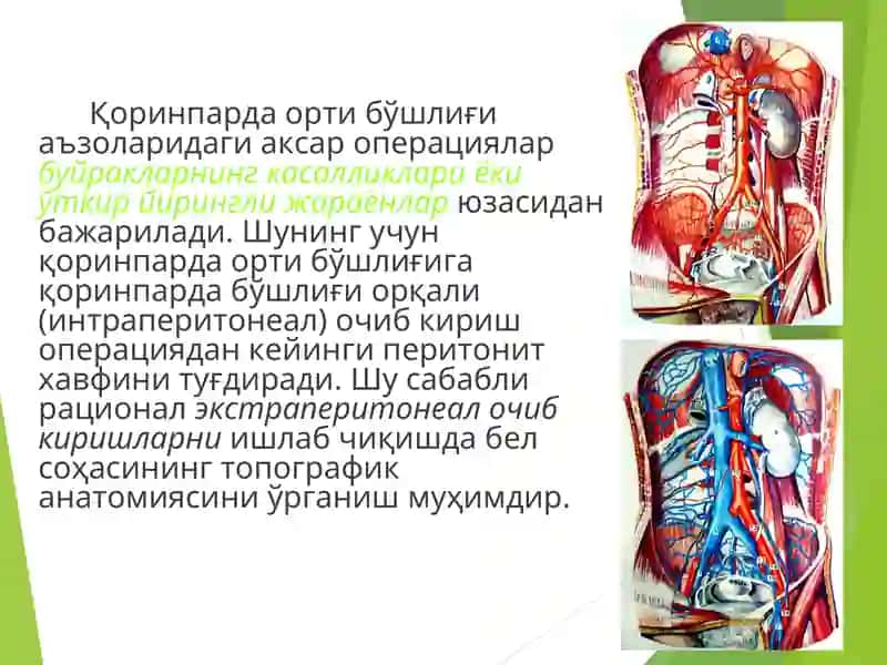 Клиник анатомия 2