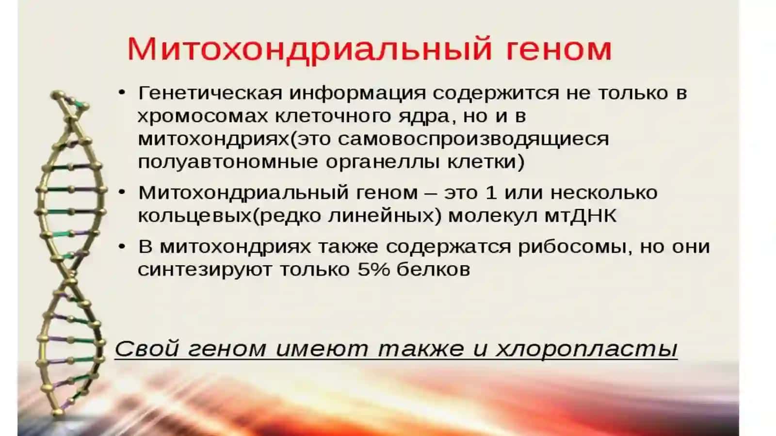 Митохондриальный геном 2