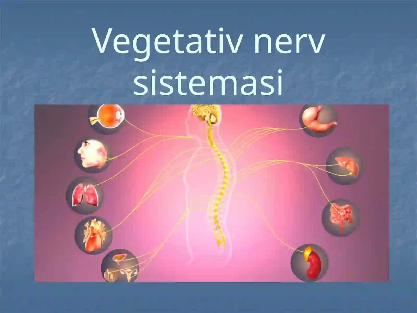 Vegetativnervsistemasi 2