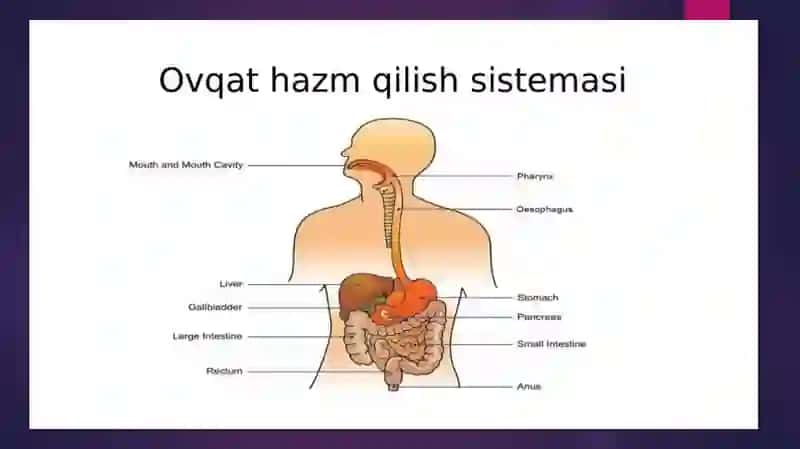 jigarning hazm jarayonidagi oʼrni 2