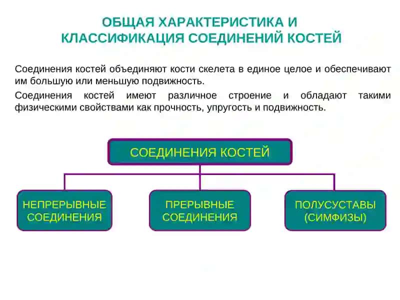 ОБЩАЯСИНДЕСМОЛОГИЯ 2