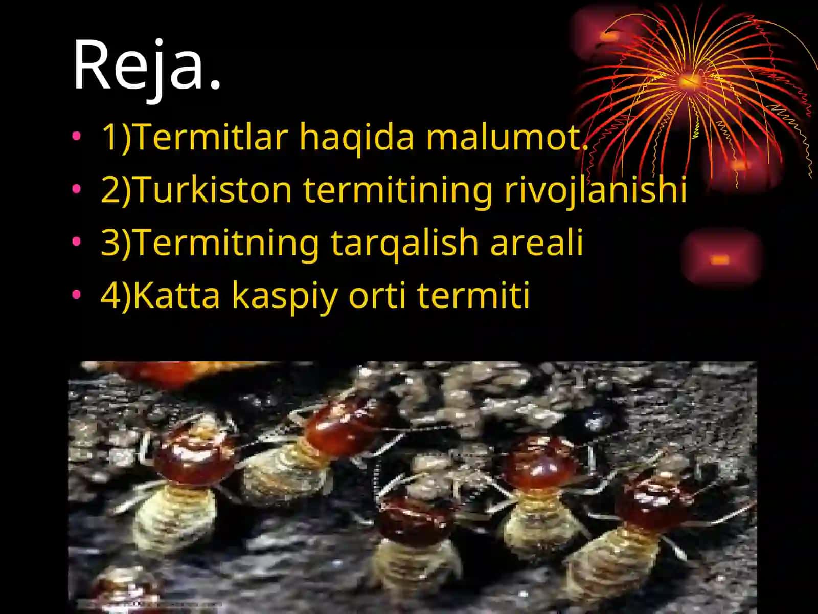 Termitlar TURKUMI 2