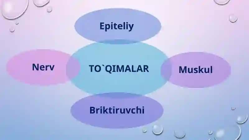 Epiteliy to'qimasi 2