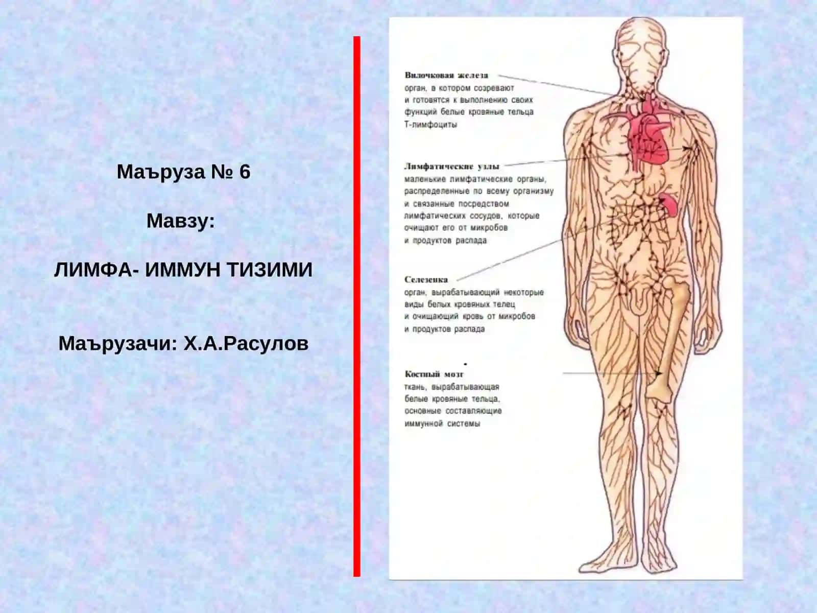 ЛИМФА- ИММУН ТИЗИМИ 2