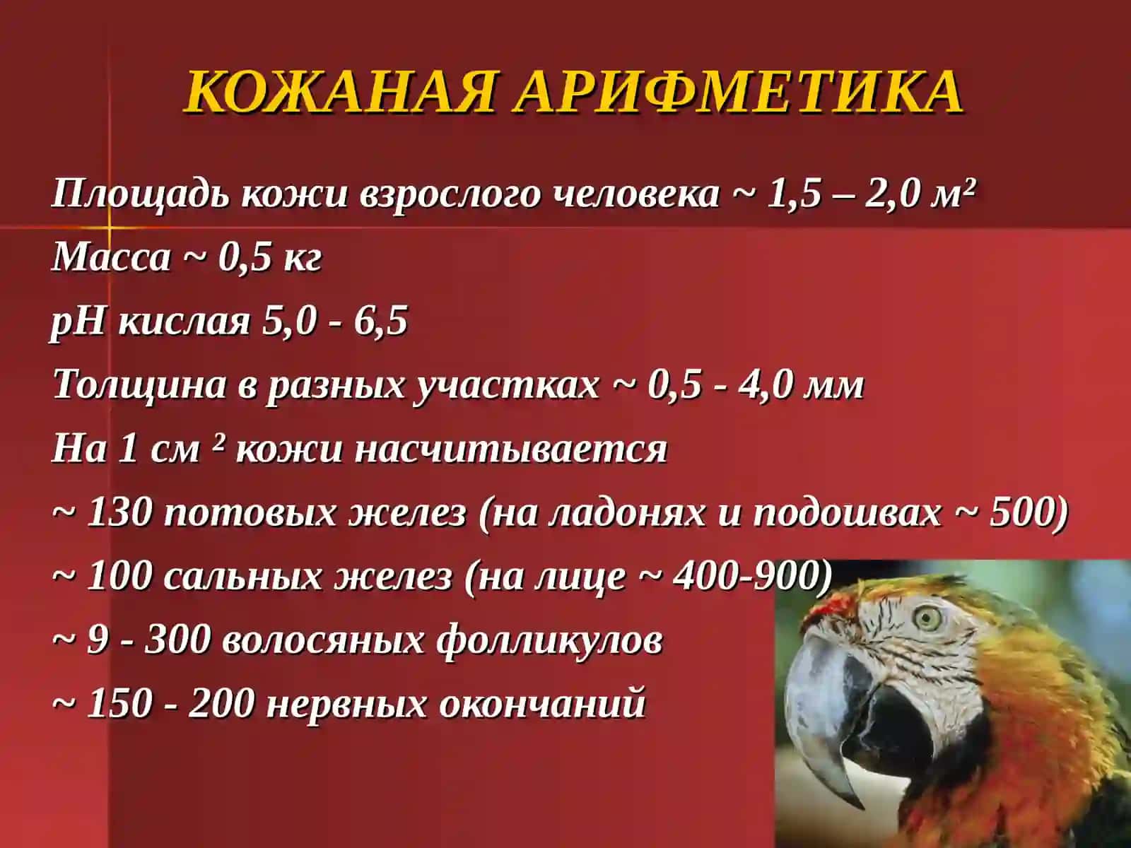 Кожаи кожные производные 2