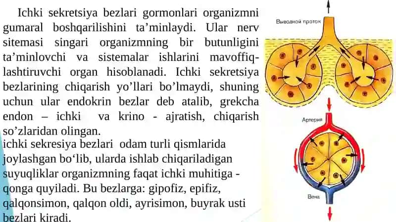 ICHKI SEKRETSIYA BEZLARINING TUZILISHI 2