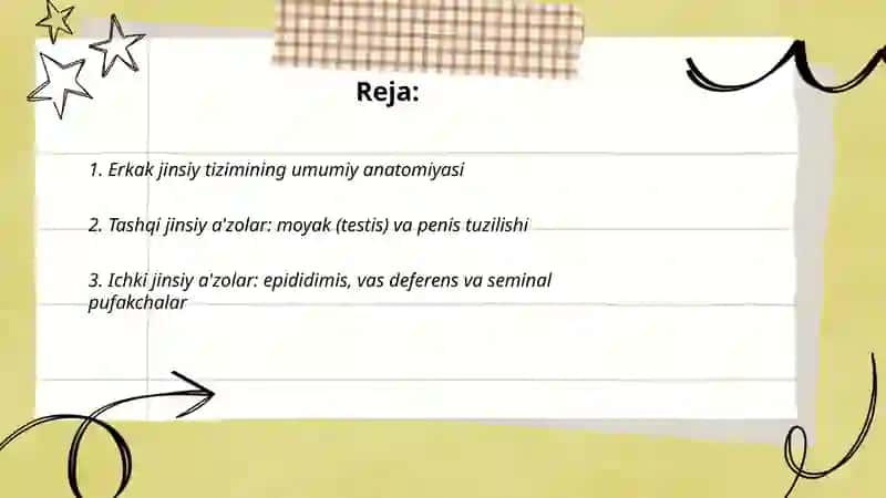 Erkaklar jinsiy tizimi 2