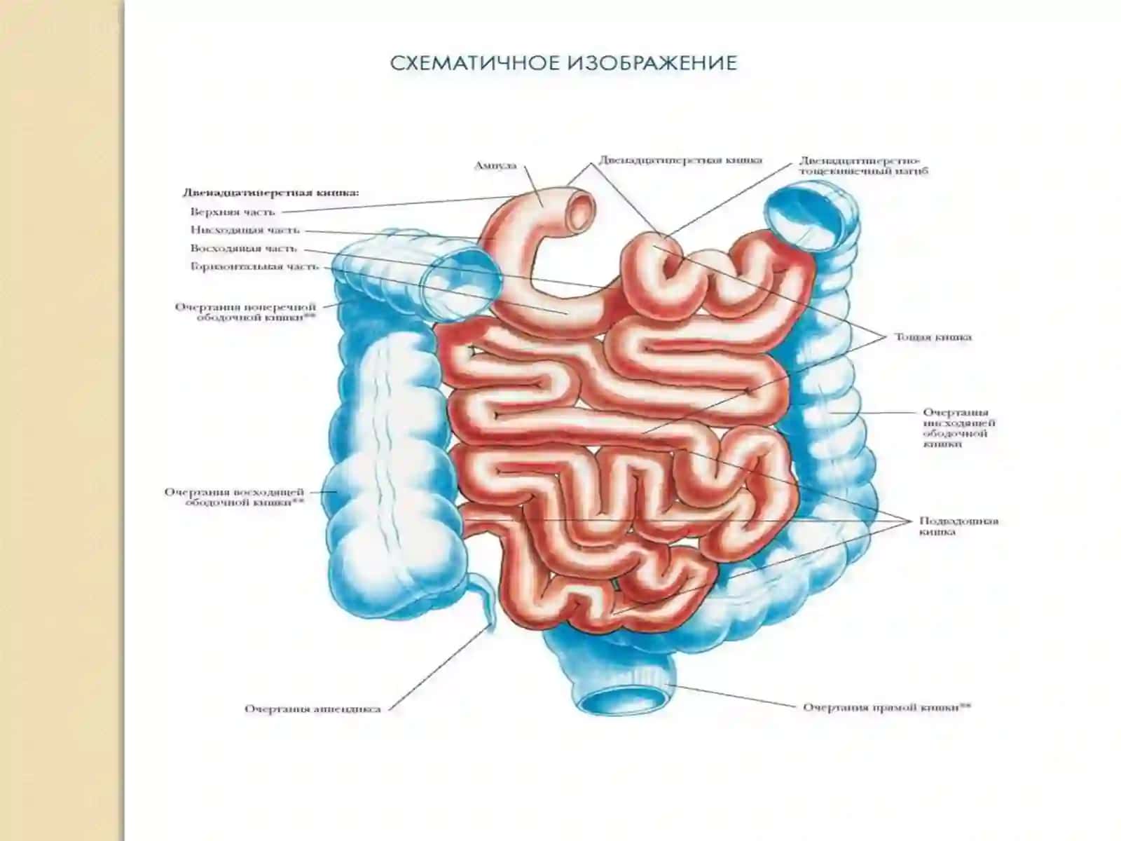 Тонкий и толстый кишечник 2