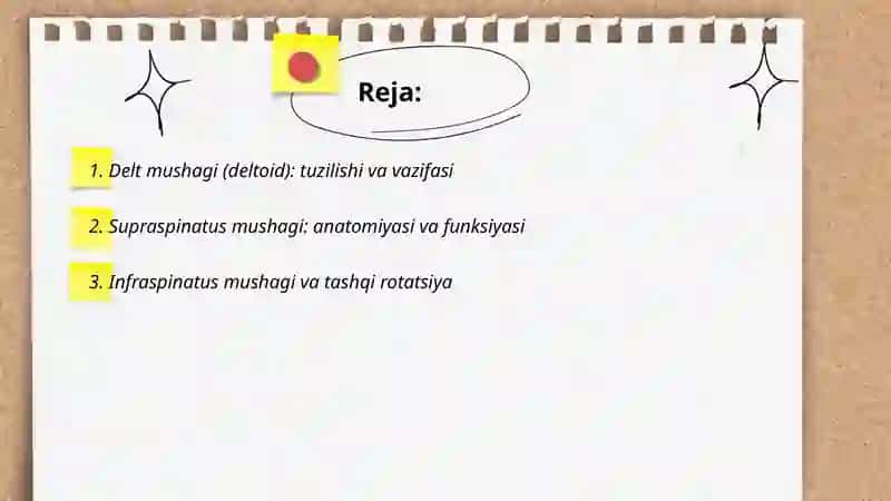 Yelka mushaklari 2