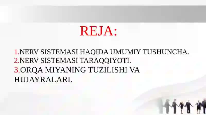 Nerv tizimi taraqqiyoti 2