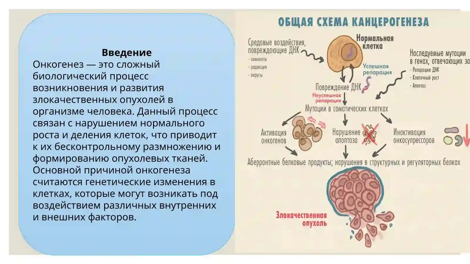 Онкогенез 2