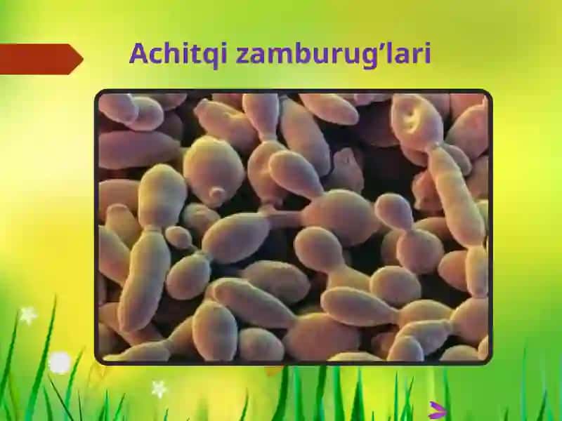 Zamburug’lar dunyosi 2