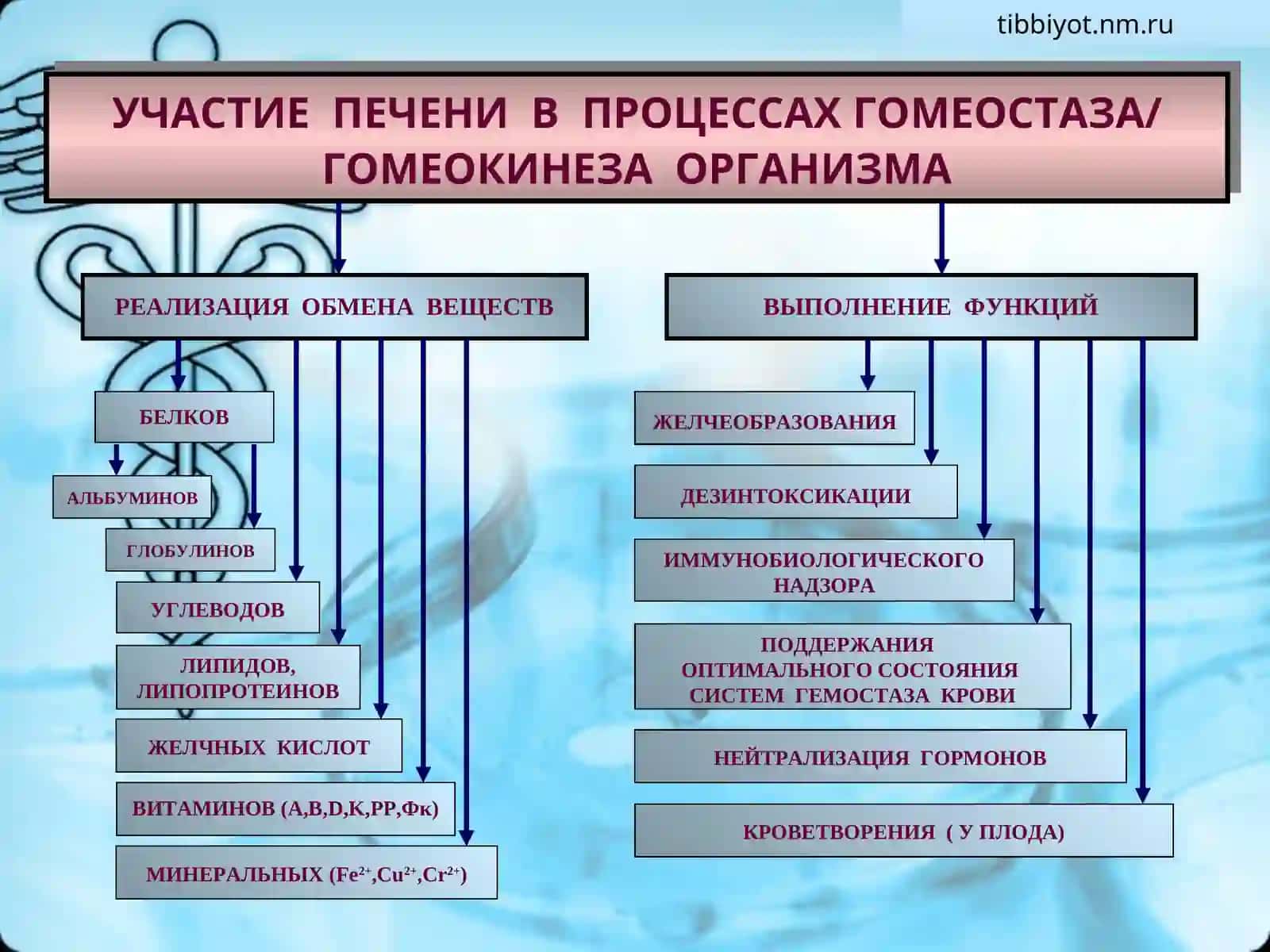ПАТОФИЗИОЛОГИЯ 2