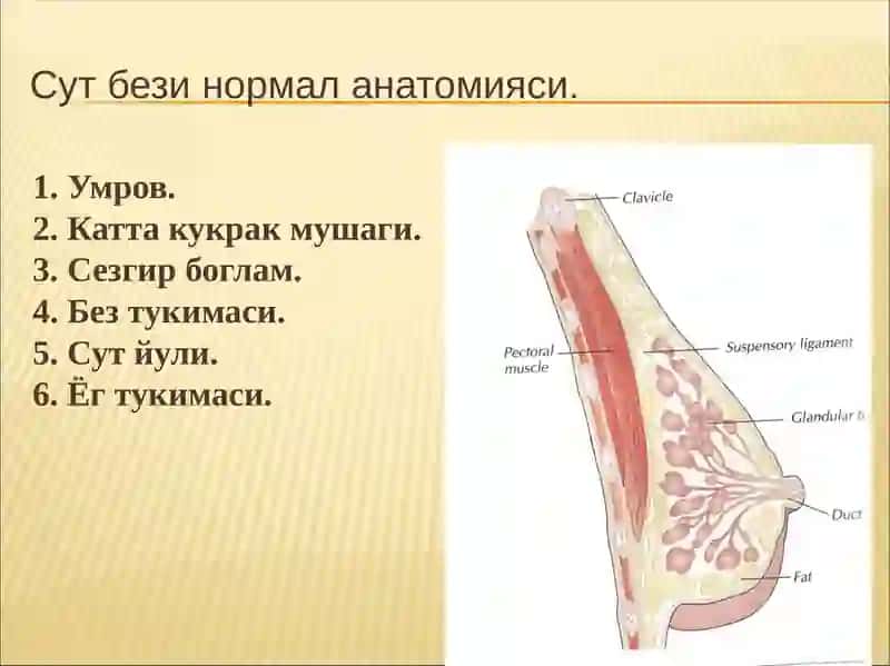 Sut bezi oʻsmalari 2