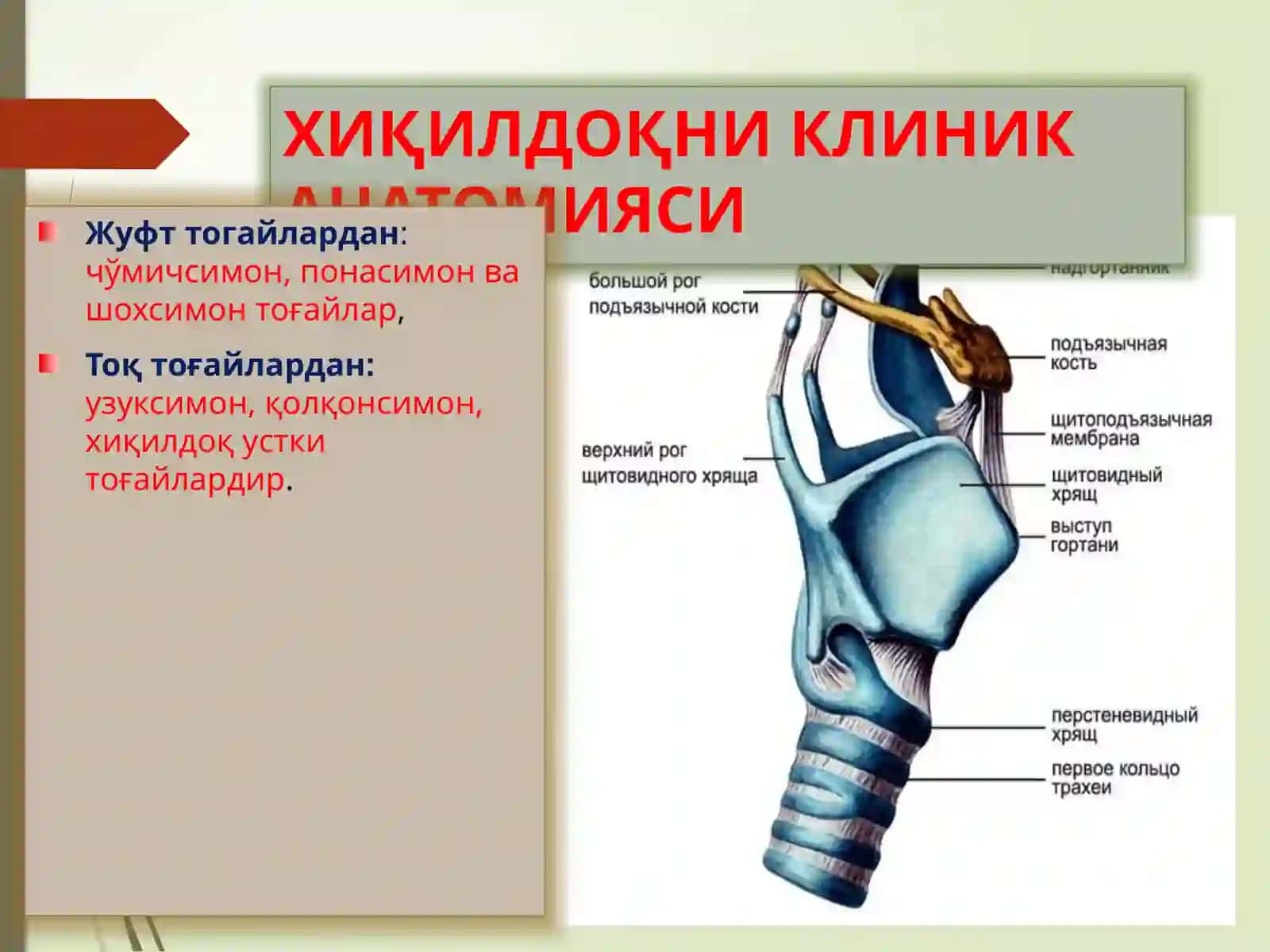 ХИҚИЛДОҚНИКЛИНИК АНАТОМИЯСИ 2