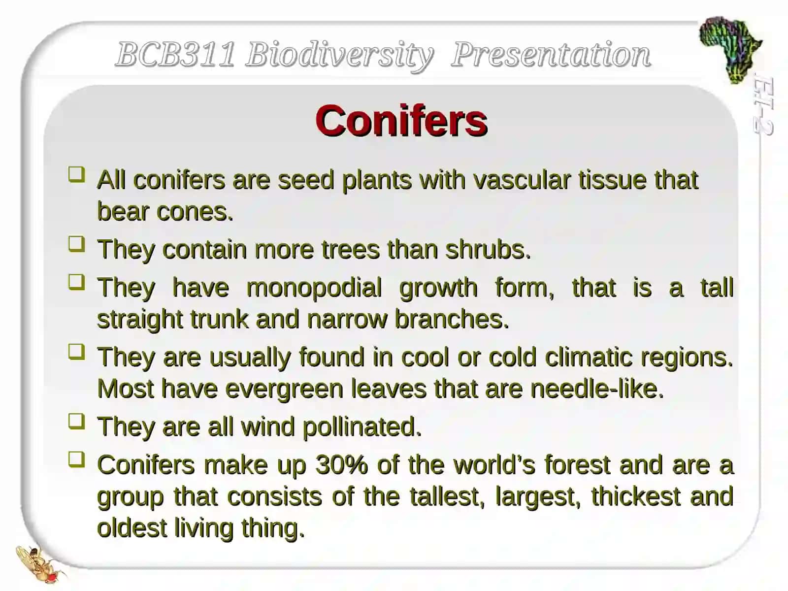 Conifers' Success in the North 2