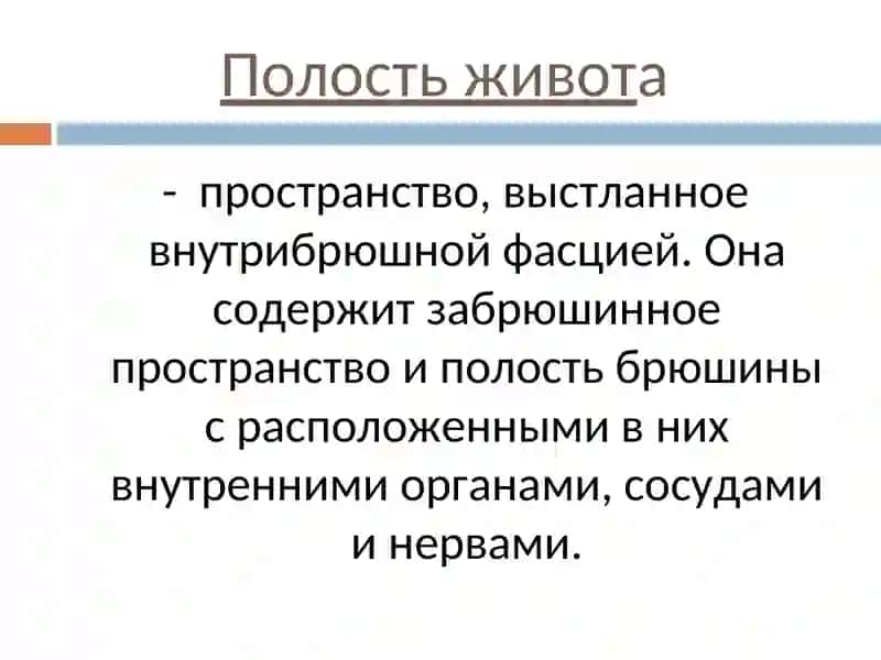 ТОПОГРАФИЧЕСКАЯ АНАТОМИЯ ЖИВОТА 2
