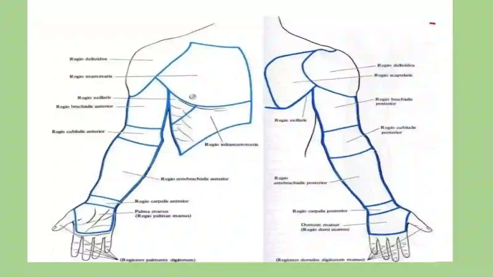 Qo‘lning klinika anatomiya 2