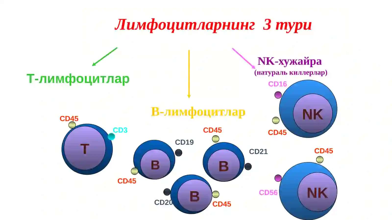 Лимфоцитларнинг 3 тури 2