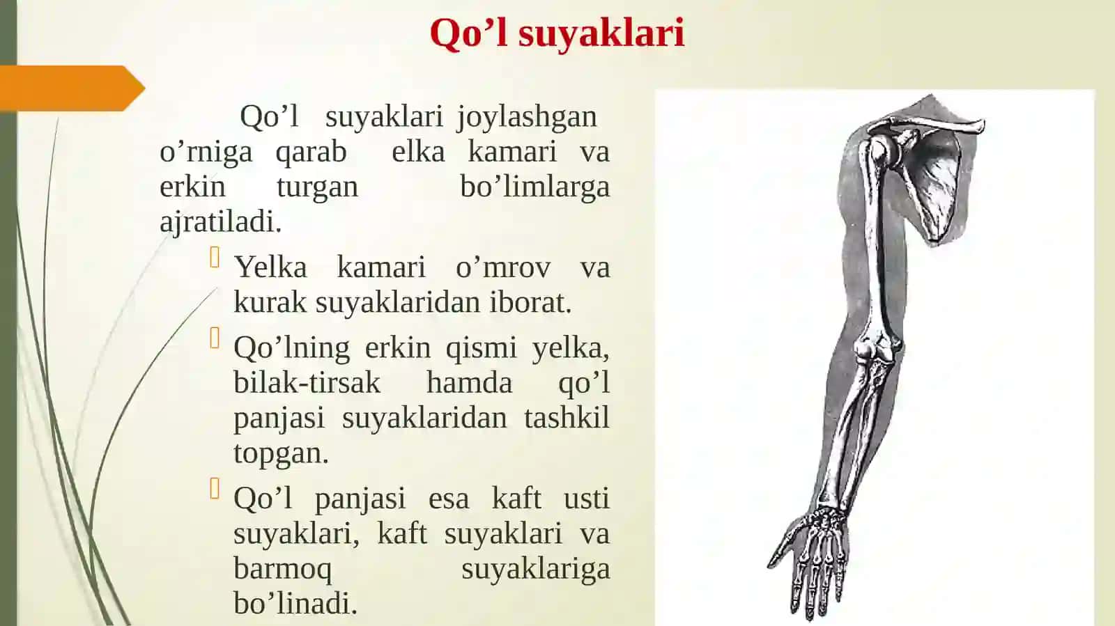 Qo’lsuyaklari 2