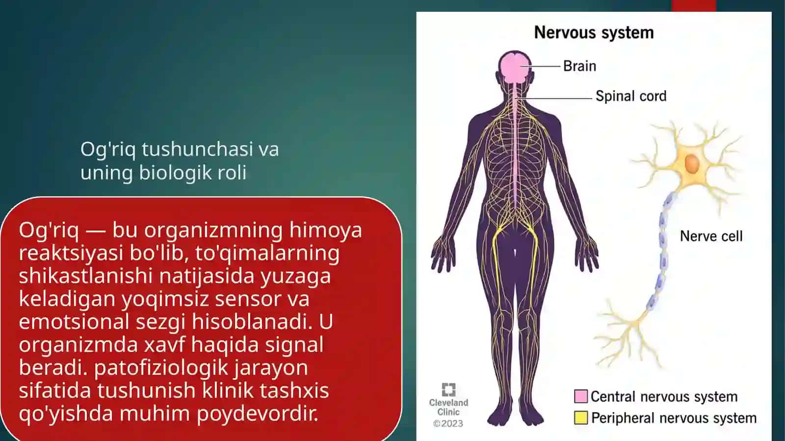 Tibbiyot kasbiga kirish og'riq va og'riqsizlantirish 2