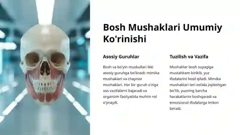 Bosh Mushaklari: Mimika Mushaklari 2