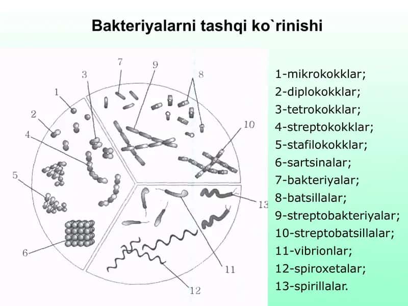 Bakteriyalar va ularning morfologiyasi 2