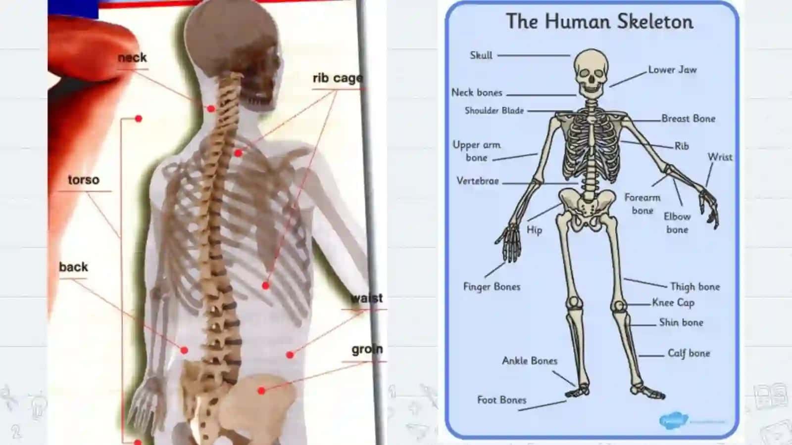 Parts of body 2