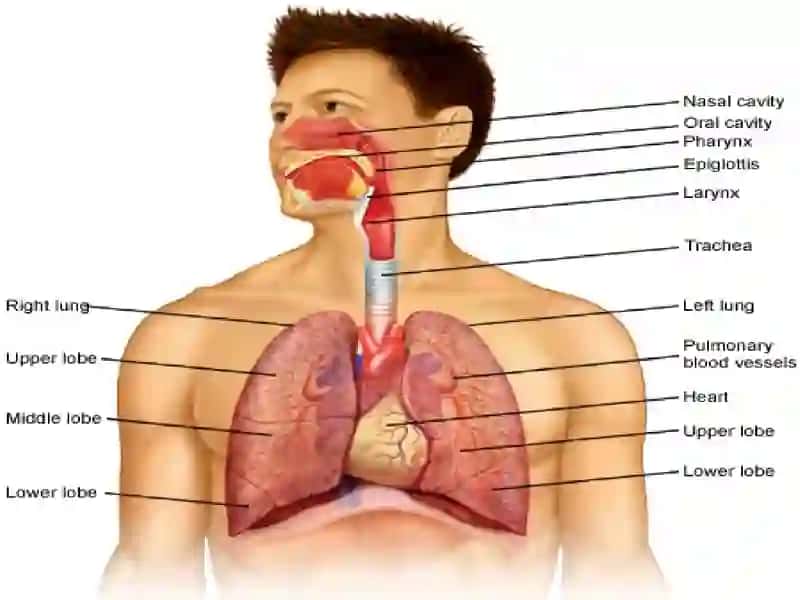 Human respiratory system (HRS) 2