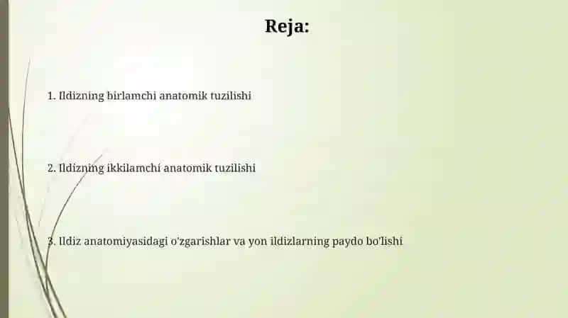 Ildizning birlamchi va ikkilamchi anatomik tuzilishi 2