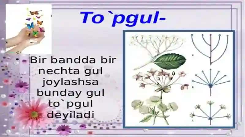 To‘pgullarning Xilma-xilligi 2
