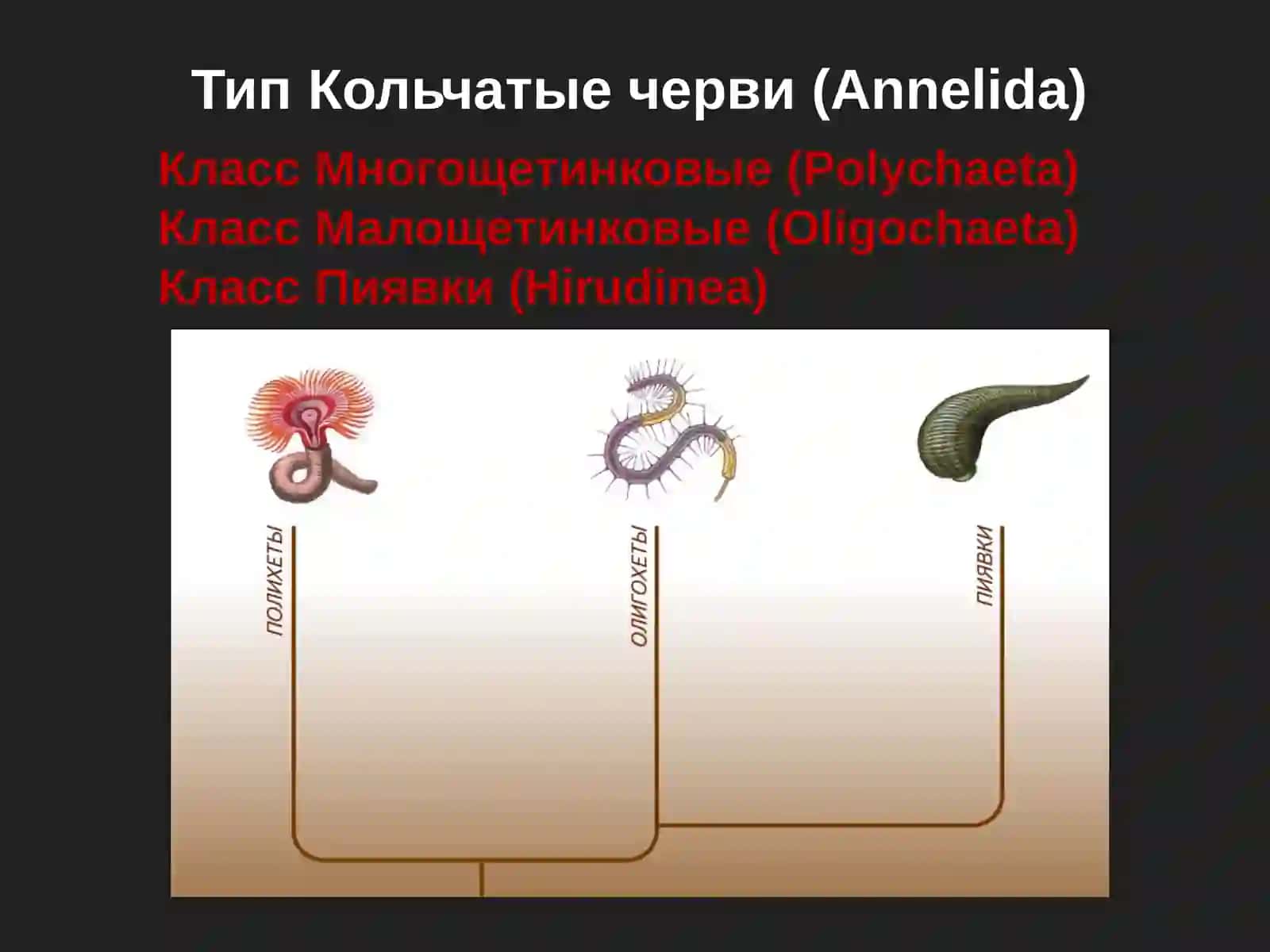 Тип Кольчатые черви (Annelida) 2