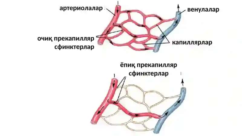Микроциркуляция 2