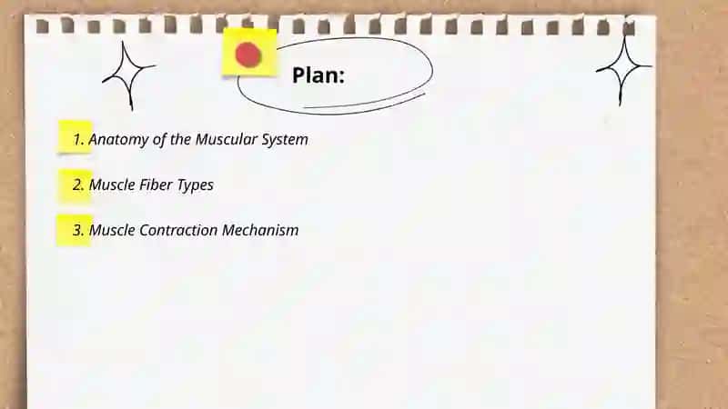Muscular system of a human being 2