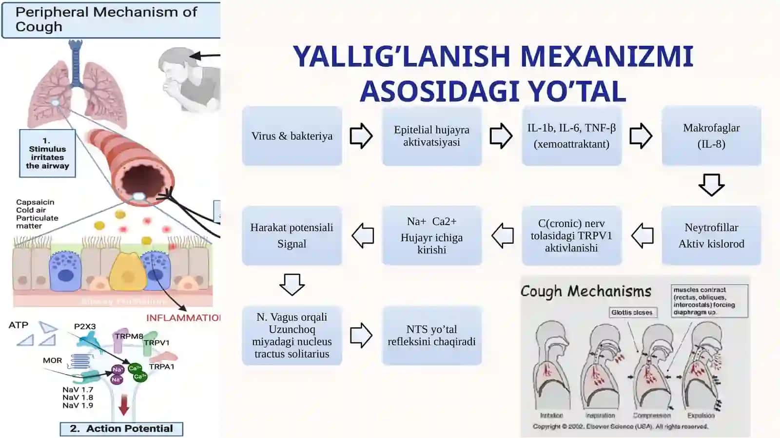 Yo'tal sindromida differensial diagnositka 2