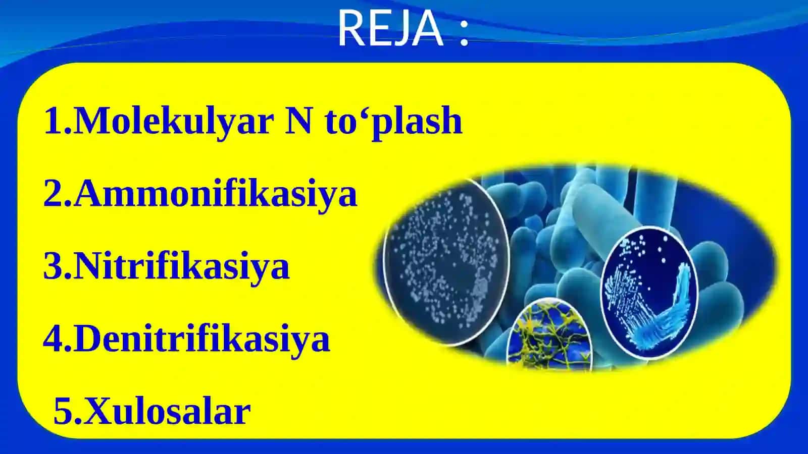Azotning mikrobiologik aylanishi 2