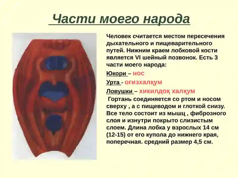 Ловушки–хикилдоқ халқум 2