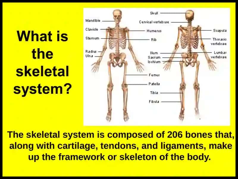 Skeletal system 2