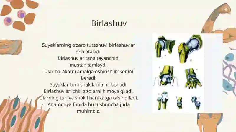Birlashuvlar umurtqa birlashuvi umurtqa pog'onasi 2