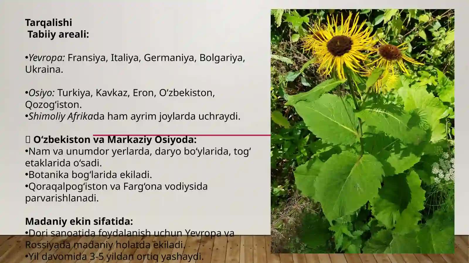 Balandbo‘yliandiz (Inula helenium L.) 2