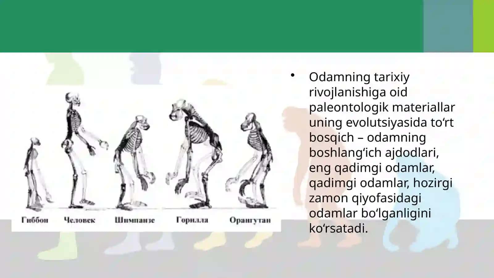 ODAM EVOLUTSIYASINING ASOSIY BOSQICHLARI 2