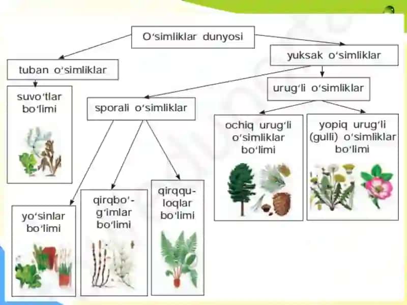 yuksak sporali o'simliklar 2